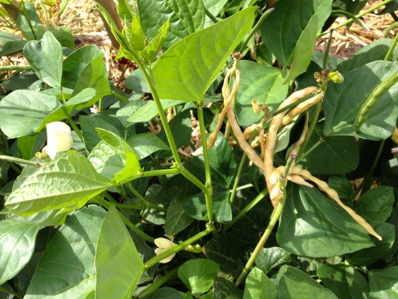 Cowpeas