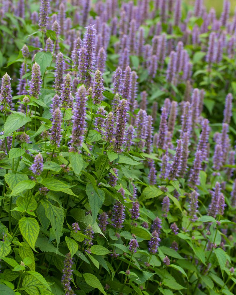 Anise Hyssop (Agastache foeniculum)
