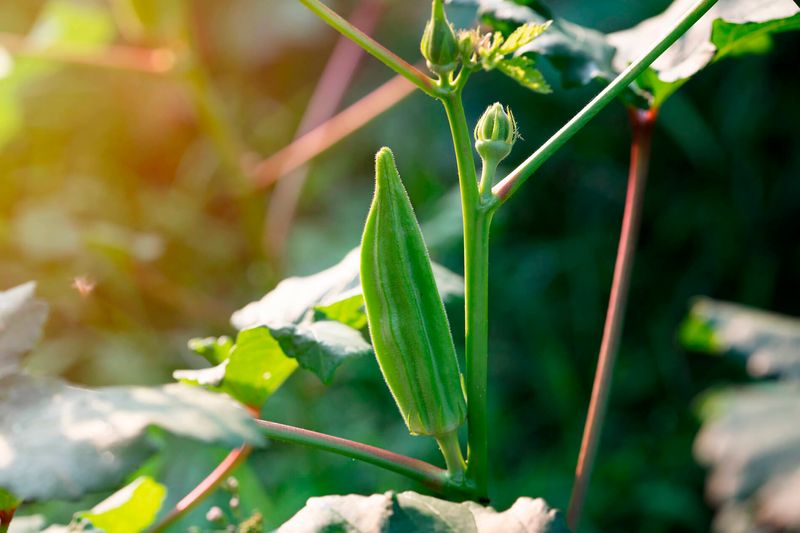 Okra