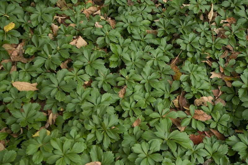 Pachysandra