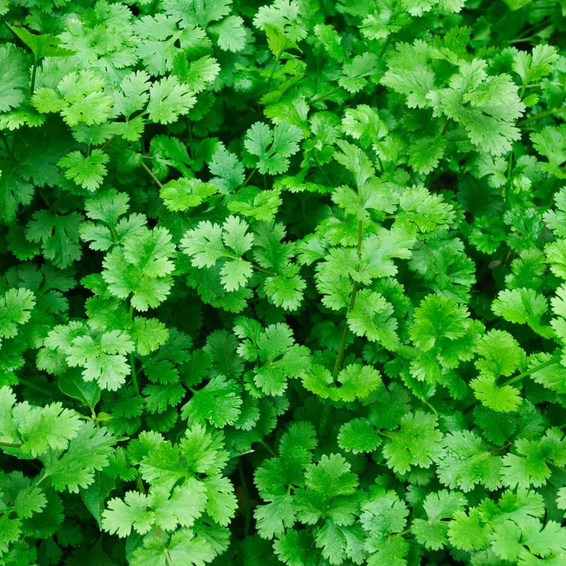 Cilantro - Fresh Herb Garden Essential