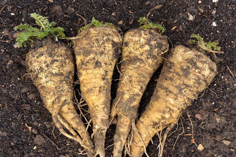 Parsnips