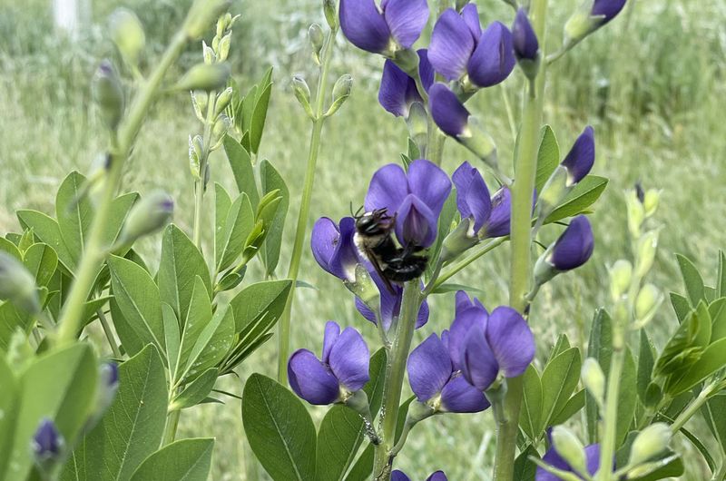 Wild Indigo Wonders