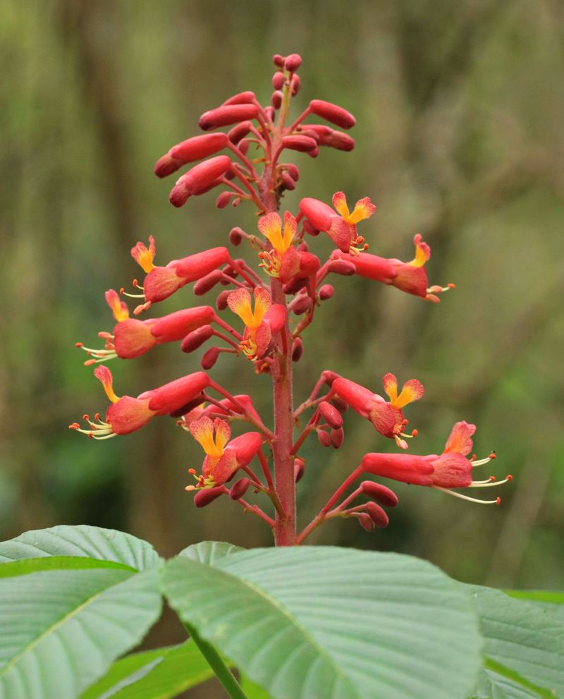 Red Buckeye's Early Spring Show