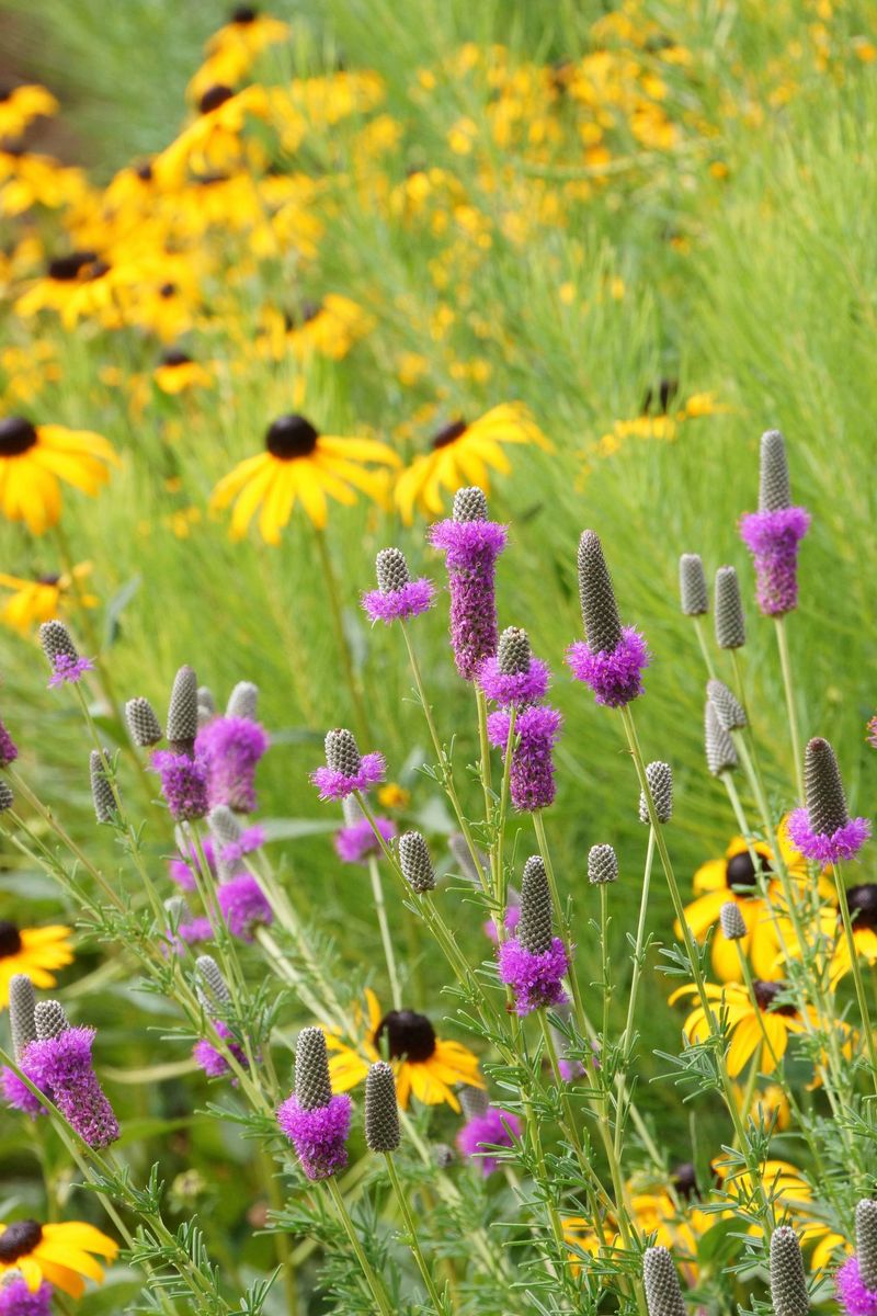 Choose Plants That Laugh at Cold Weather
