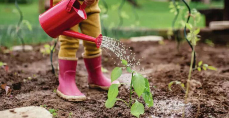 Texas Gardeners’ Secret to Thriving Vegetable Patches in Summer Heat