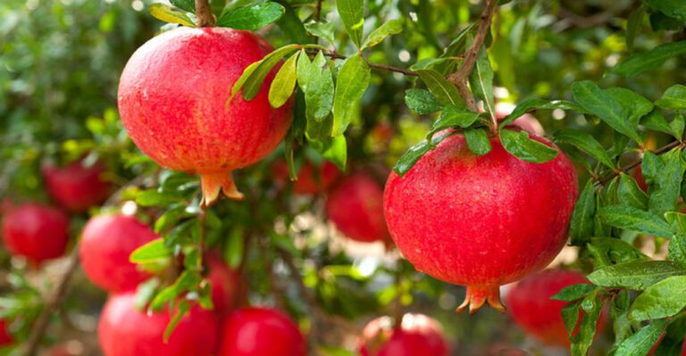The Backyard Fruit Tree That’s Quietly Becoming a Cult Favorite in Arizona
