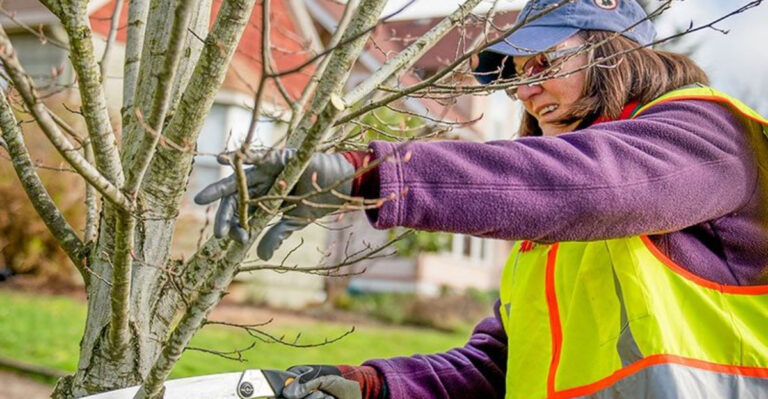 The Best Time to Prune Trees and Shrubs in Washington State