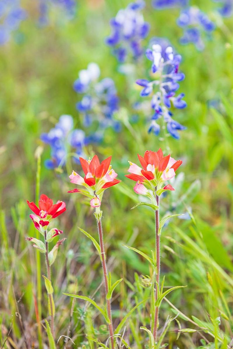 Indian Paintbrush