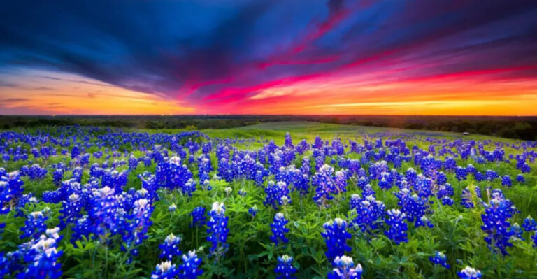 The Best Wildflowers to Plant in Texas for a Colorful Yard