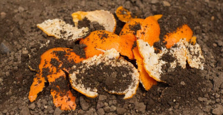 The California Trick for Turning Kitchen Scraps Into Drought-Defying Soil