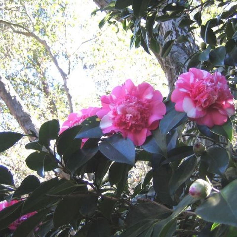 Descanso Gardens Camellia Collection - Perfect Shade Garden Inspiration