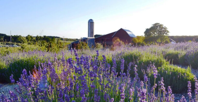 The Unexpected U.S. States Where Lavender Grows Like Crazy (And You Should Plant Some Too)