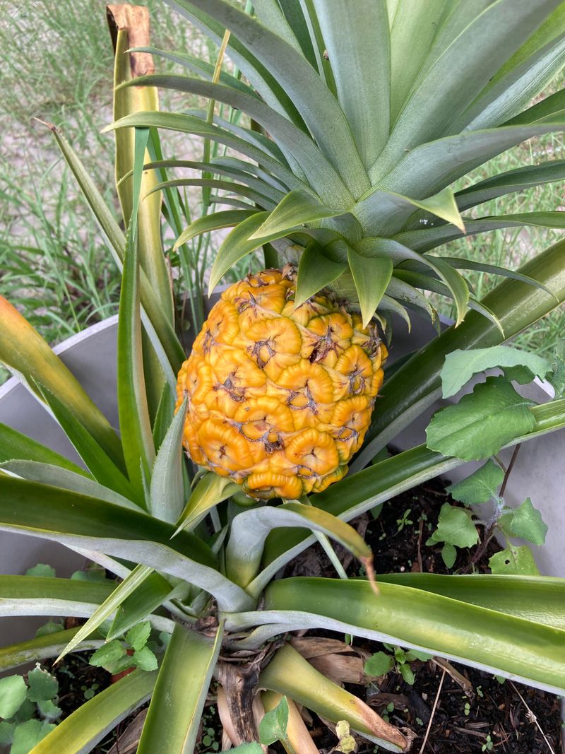 Pineapple