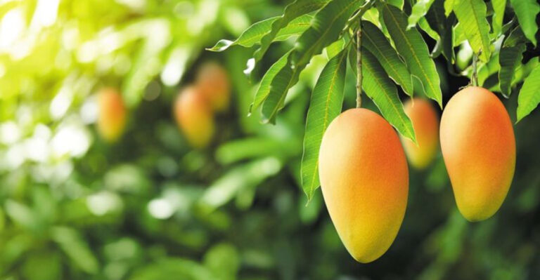 These 10 Fruits Practically Grow Themselves in Florida’s Sandiest Yards