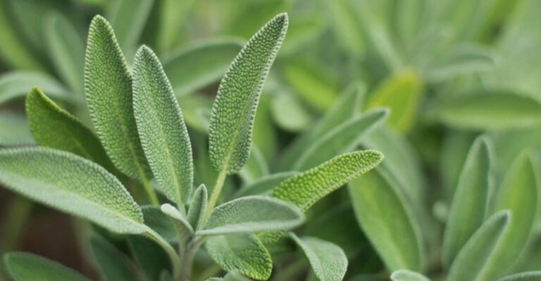 These 11 Herbs Grow Like Weeds in Pennsylvania’s Shady, Damp Yards