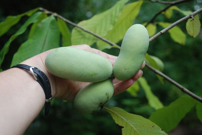 Pawpaw Tree
