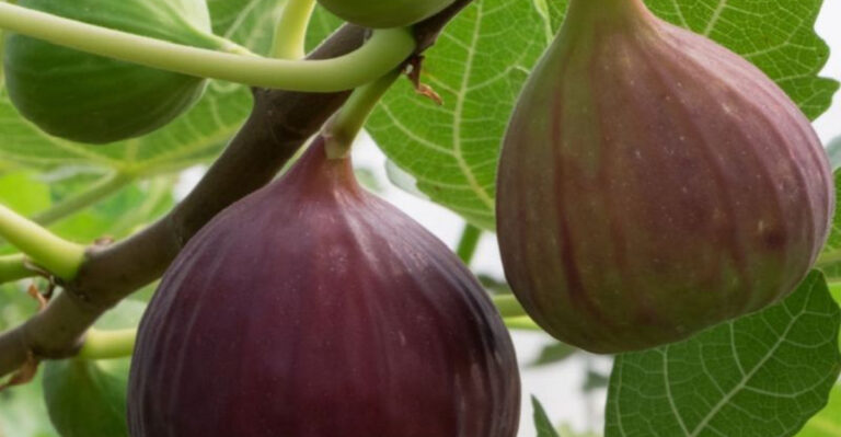 These 15 Fruit Trees Don’t Mind Alabama Shade—And Still Produce Big