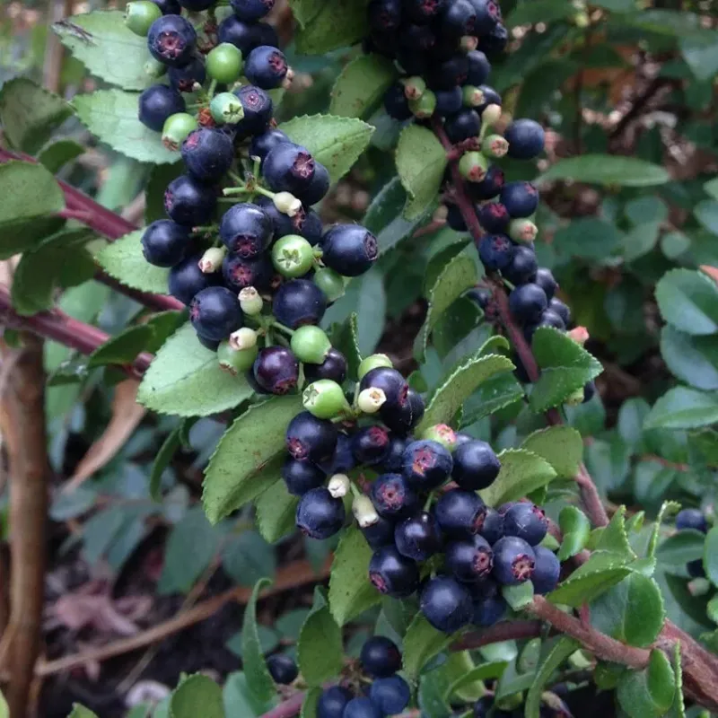 Evergreen Huckleberries