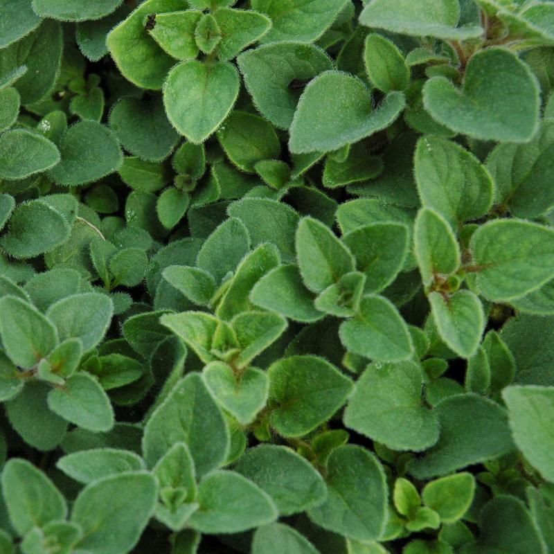 Oregano