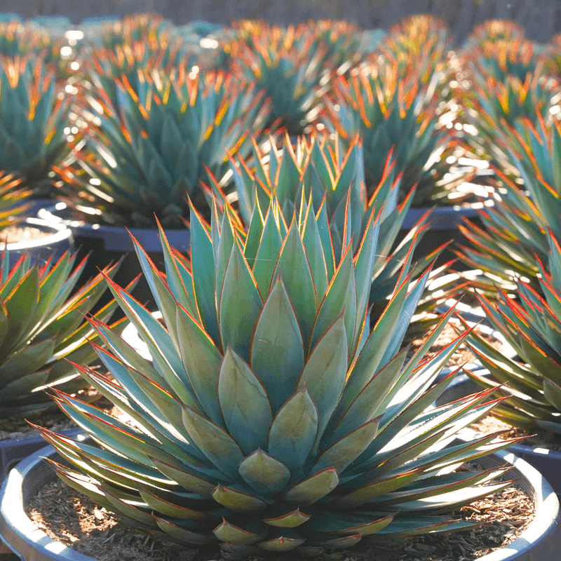 Blue Agave