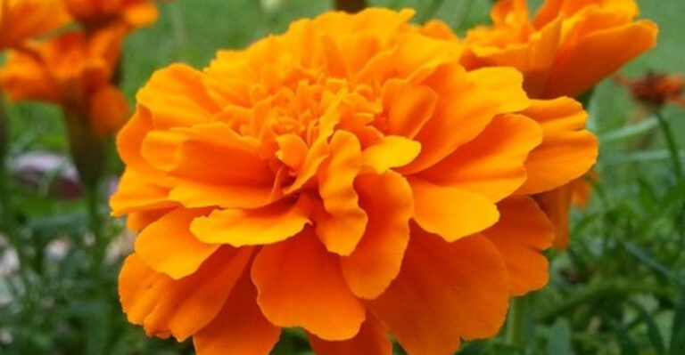 Top 10 Deer-Resistant Plants for New Jersey Yards