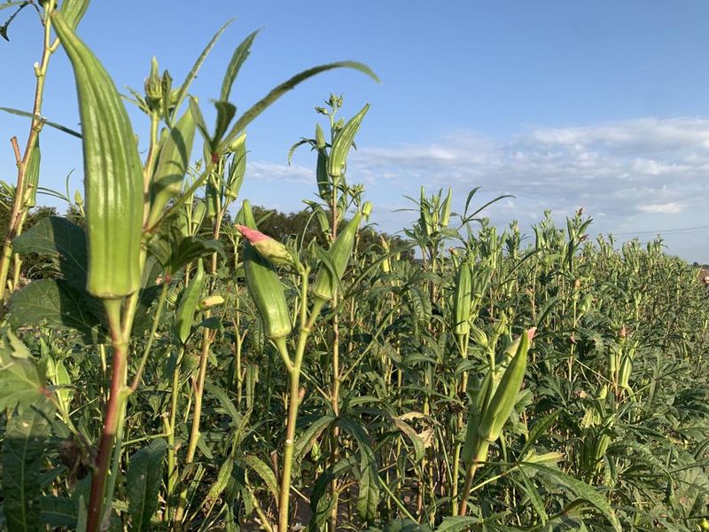 Okra