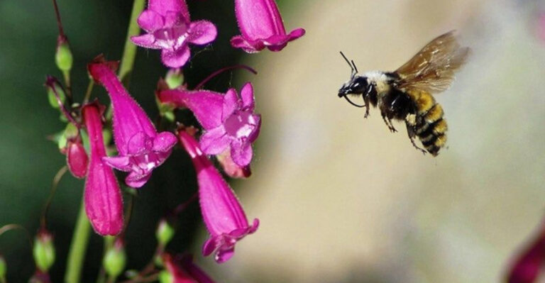 Top Native Plants to Attract Pollinators in Arizona