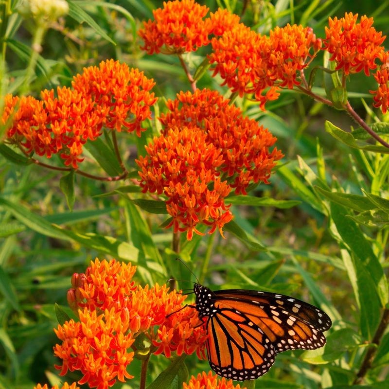 Milkweed