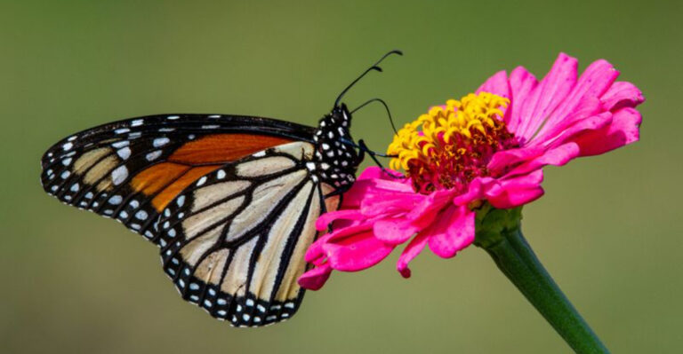 Top Plants That Attract Butterflies in Tennessee