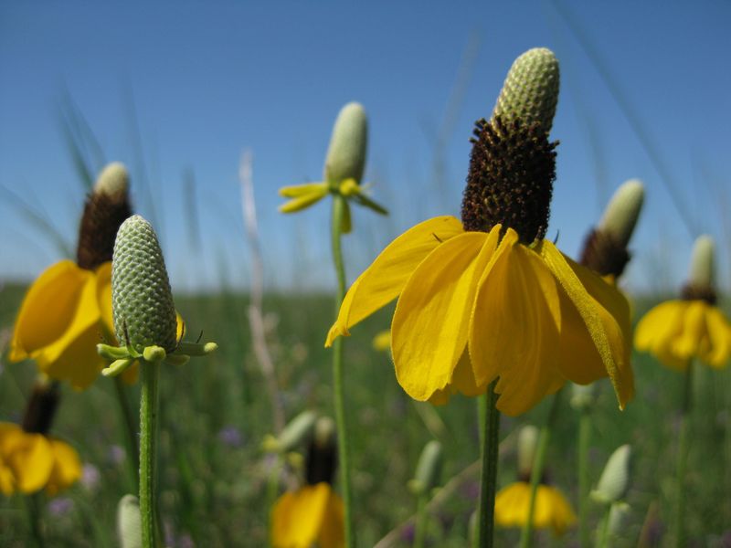 Prairie Coneflower