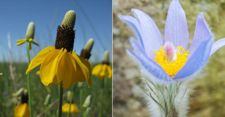 Top Wildflowers to Plant in South Dakota