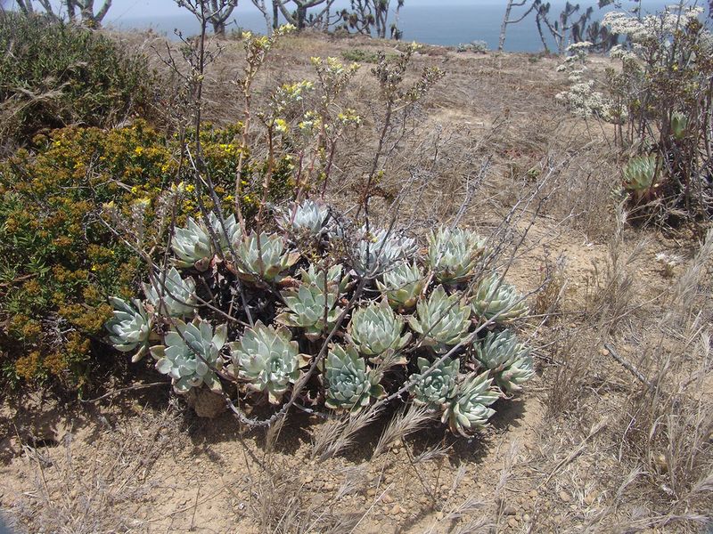 Channel Islands Dudleya (Dudleya traskiae)