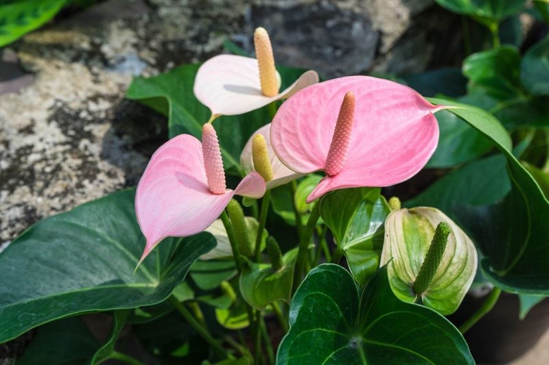 Anthurium
