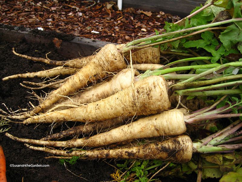 Parsnips