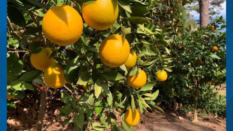 Watering Techniques for Citrus Trees