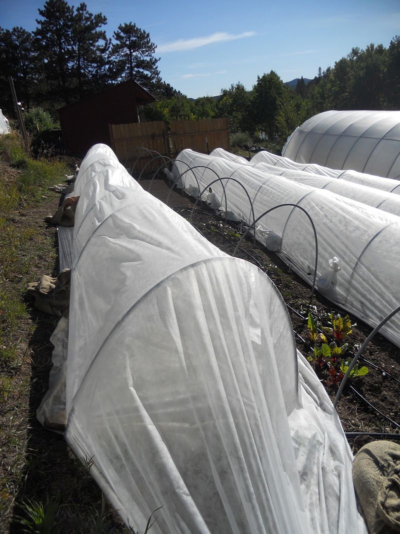 Protect Plants from Unexpected Mountain Frosts