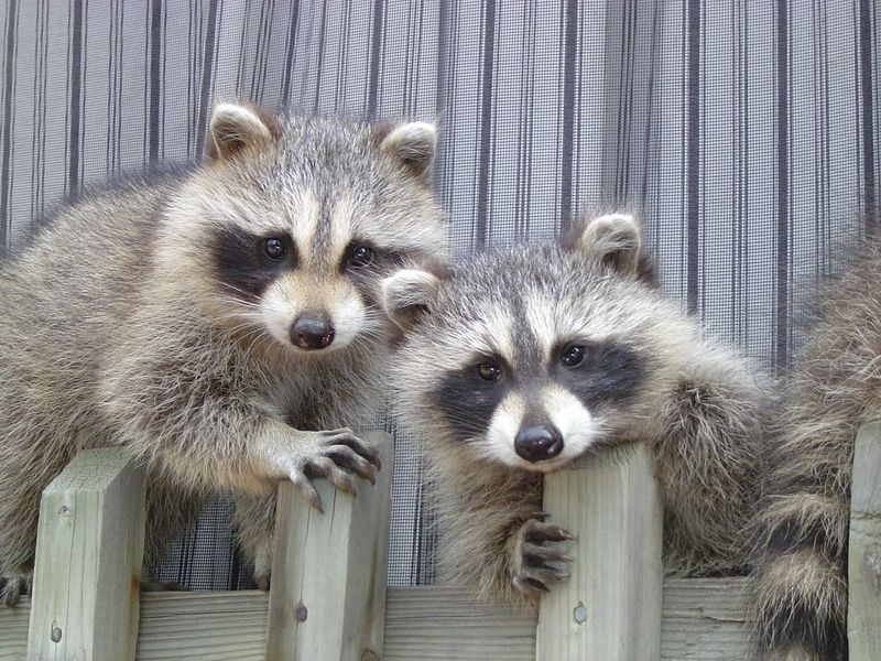 Keep Your Garden Perimeter Clear