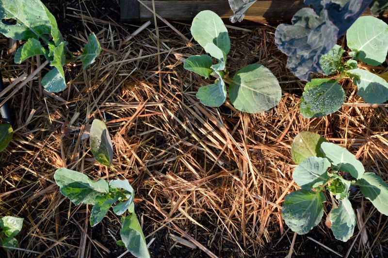 Employing Mulching Techniques