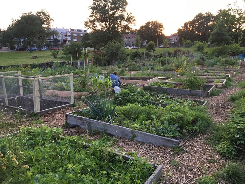 Community Gardens