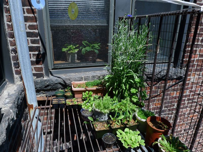 Herb Gardens Thrive in Compact Conditions