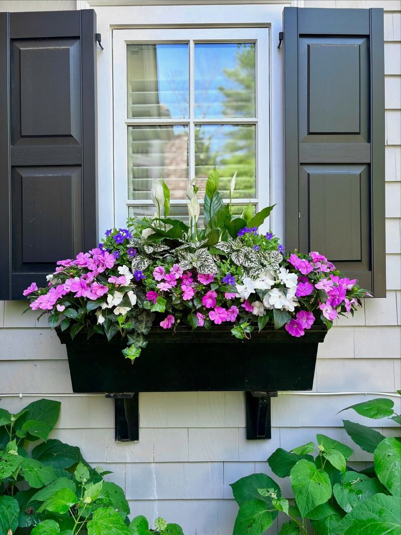 Window Box Flowers