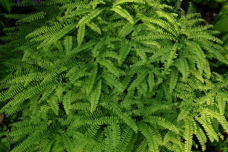 Maidenhair Fern
