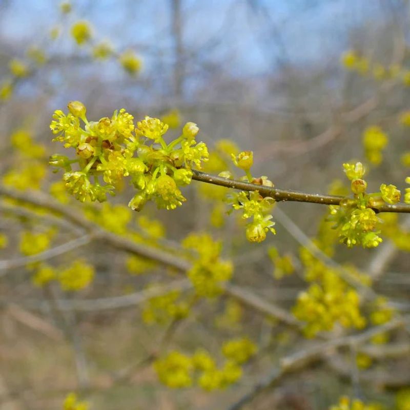Spicebush for Early Pollinators