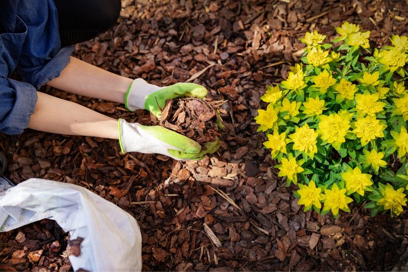 Apply Fresh Mulch for Moisture Conservation