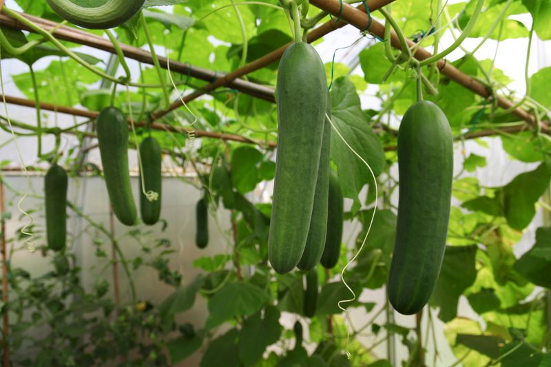Grow Heat-Loving Cucumbers Successfully