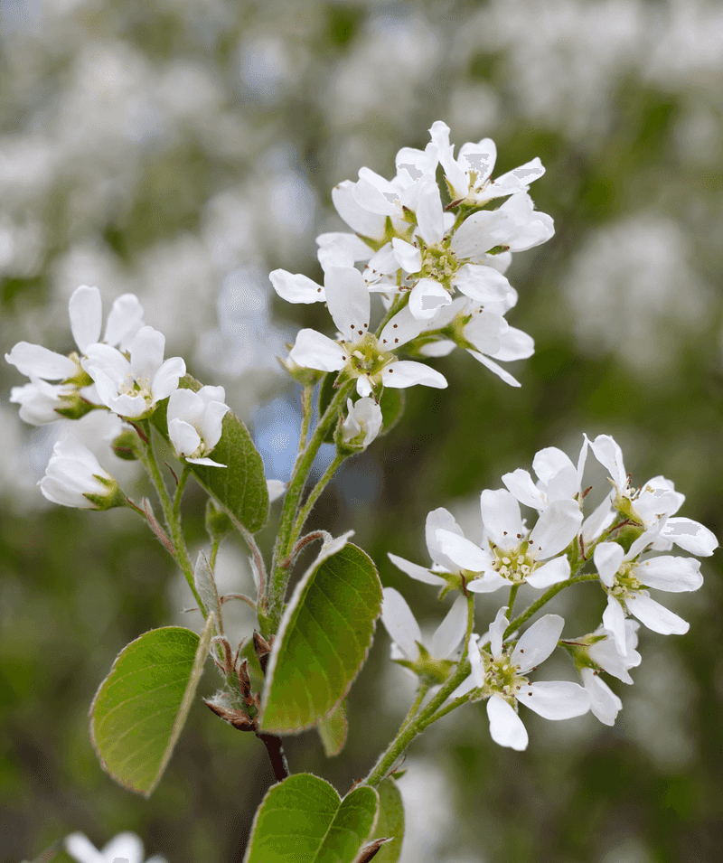 Serviceberry - The Perfect Native Alternative