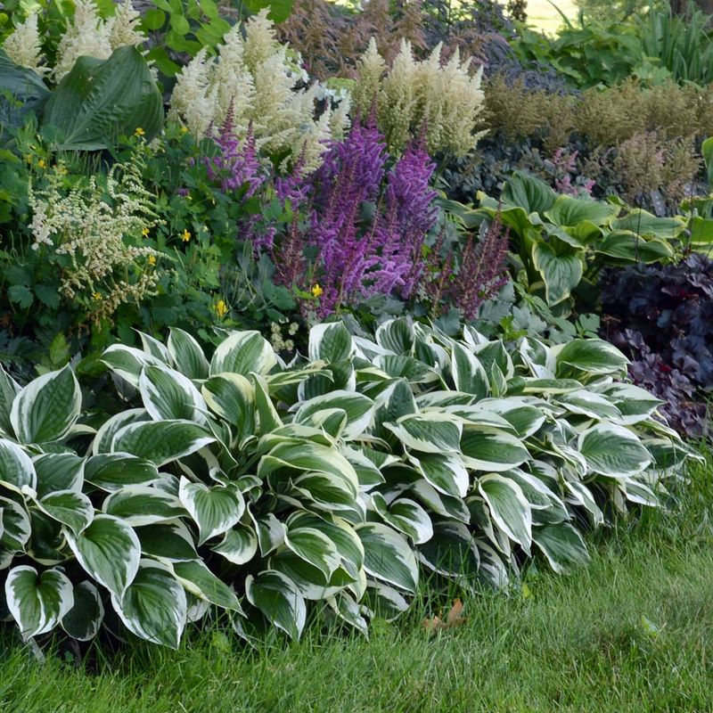 Hosta