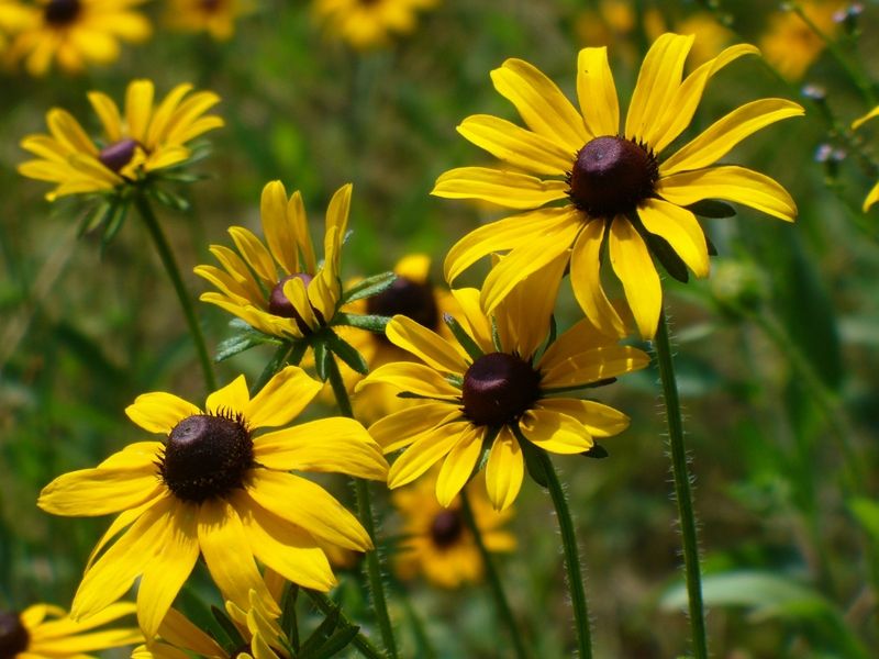 Black-Eyed Susan