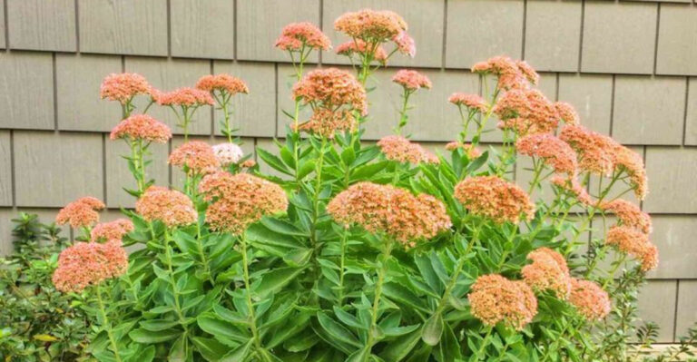 What Grows Well in Georgia Clay Soil? 14 Plants That Love It